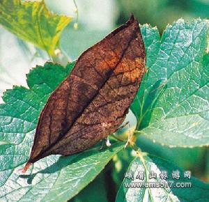 枯葉化蝶 枯葉化蝶