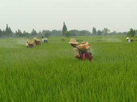 湖北省國營漲渡湖農場 湖北省國營漲渡湖農場