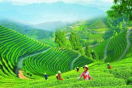 茶園生態旅遊區 茶園生態旅遊區