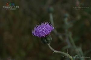 砂藍刺頭 砂藍刺頭