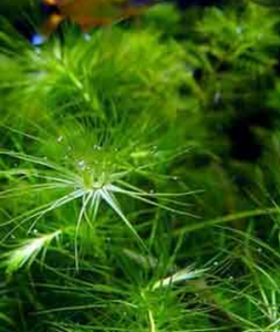 馬達加斯加蜈蚣草 馬達加斯加蜈蚣草