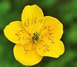 毛茛狀金蓮花草 毛茛狀金蓮花草