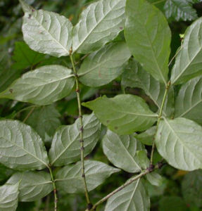 少花瘤枝衛矛 少花瘤枝衛矛