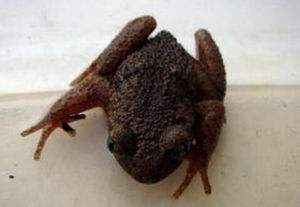 棘疣齒蟾 棘疣齒蟾