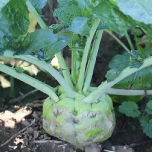 登封芥菜 登封芥菜