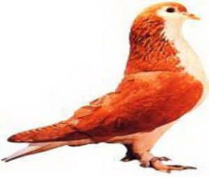 拉合爾鴿 拉合爾鴿