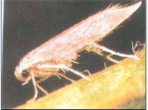 冠頂蛾科 冠頂蛾科