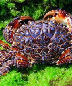 銅鑄熟若蟹 銅鑄熟若蟹