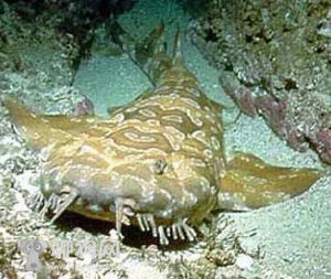 斑紋鬚鯊 斑紋鬚鯊