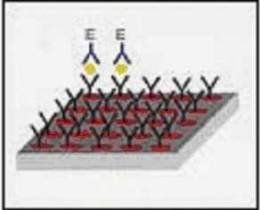 生物晶片 生物晶片