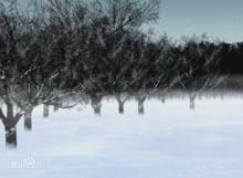 “紅”預告中的崖邊森林