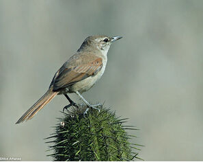 烏尾卡納灶鳥 烏尾卡納灶鳥