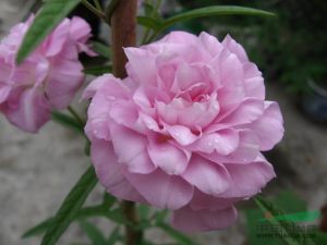 光萼八蕊花 光萼八蕊花