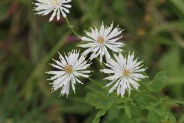 唐松草[唐松草]