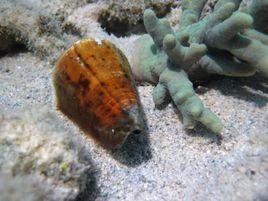 晚霞芋螺 晚霞芋螺