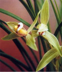 麻綠蓮瓣 麻綠蓮瓣