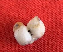 禧元老和尚舍利