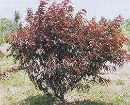 紫葉碧桃 紫葉碧桃