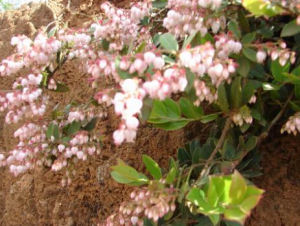 柔毛雲南越桔 柔毛雲南越桔