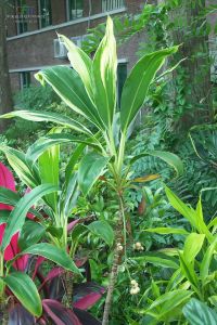 滇西蛇皮果 滇西蛇皮果