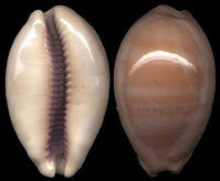 中文學名: 厚緣紫口寶螺 拉丁學名: Cypraea carneola crassa,Lyncina carneola crassa 界: 動物界 門: 軟體動物門 綱: 腹足鋼 目: 中腹足目 科: 寶螺科 種: 紫口寶螺 亞種: 厚緣紫口寶螺 命名時間: Gmelin 1791 英文名稱: Carnelian Cowrie