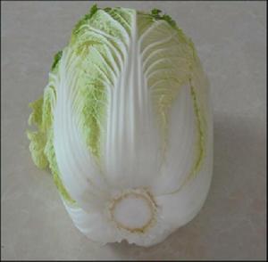化德大白菜