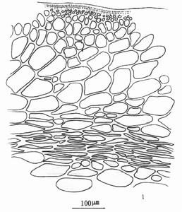 錯綜麒麟菜 錯綜麒麟菜