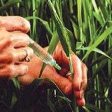 基因改造小麥