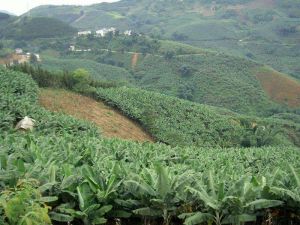 代家坡村 代家坡村