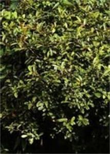 皮袋香根 皮袋香根