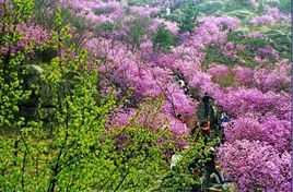 大珠山景區 大珠山景區