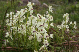 扭旋馬先蒿 扭旋馬先蒿