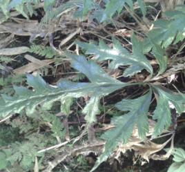 三角葉黃連 三角葉黃連