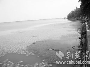 草型湖泊 草型湖泊