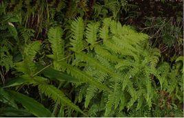 裸果嵩草 裸果嵩草