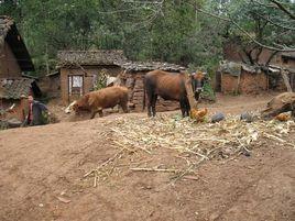 單家村[湖南省婁底市雙峰縣青樹坪鎮下轄行政村]