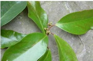 瑤山省藤 瑤山省藤