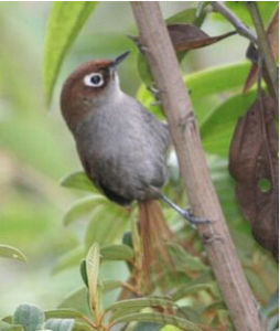 繡眼棘尾雀 繡眼棘尾雀