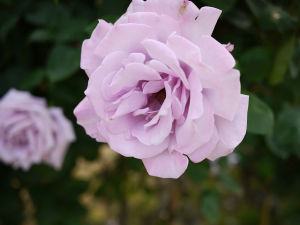 紫薔薇