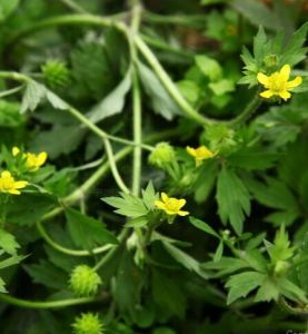 西南毛茛 西南毛茛