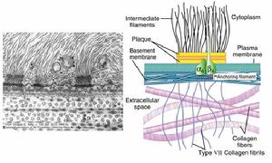 半橋粒處的α6β4整合素