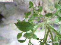 繁縷葉景天 繁縷葉景天