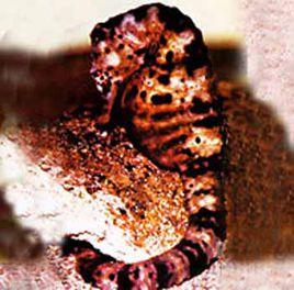 膨腹海馬 膨腹海馬