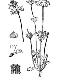 小橫蒴苣苔 小橫蒴苣苔