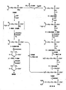 醛脫氫酶