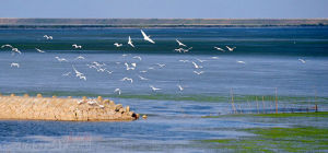 上海市崇明東灘自然保護區 上海市崇明東灘自然保護區