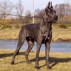 Terrier Group Terrier Group