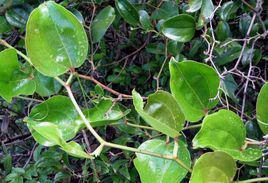 金剛藤[金剛藤]