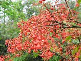 澳洲火焰木 澳洲火焰木