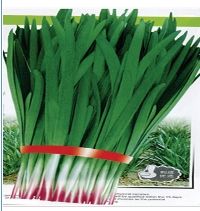 獨根紅韭菜 獨根紅韭菜